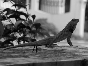 Close-up of lizard on wall