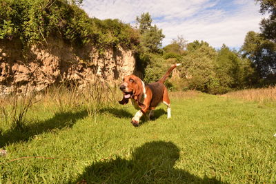 View of dog on field