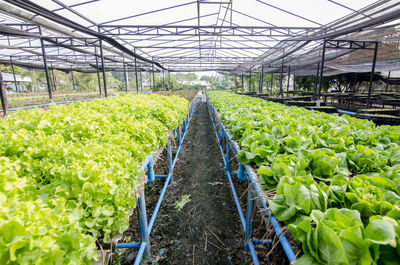 Plants growing in greenhouse