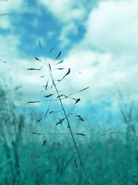View of plant against sky