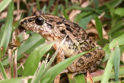 Close-up of frog on plant