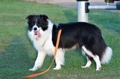 View of dog on field