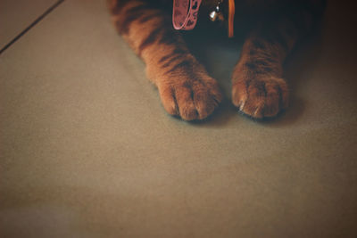 Low section of cat sitting on floor