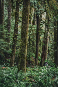 Trees in forest