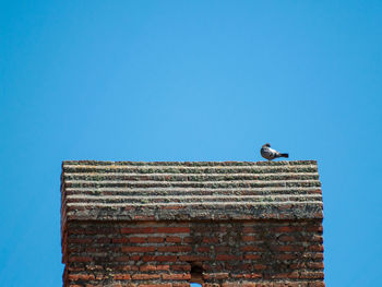 Low angle view of seagull perching on roof against clear blue sky