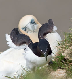 Close-up of birds perching on land