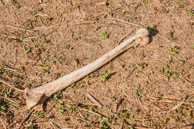 High angle view of wood on field