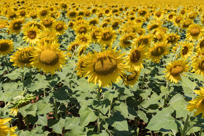 Close-up of yellow flowering plants on field