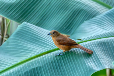 Close-up of bird perching on bed