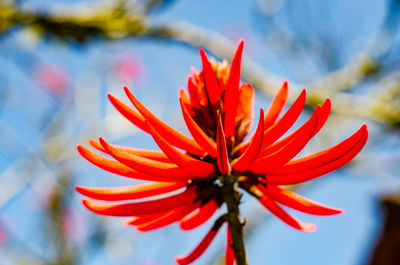 Close-up of flower blooming against sky