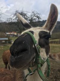 Close-up of a horse on field