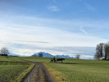 Cows on field against sky
