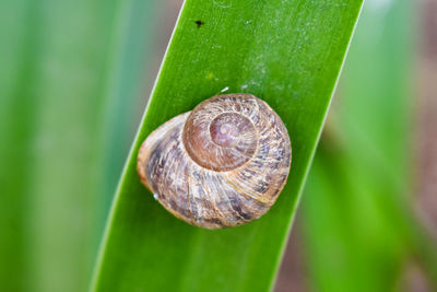 Close-up of snail on leaf