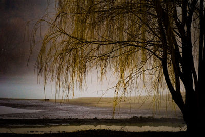 Silhouette trees on beach against sky