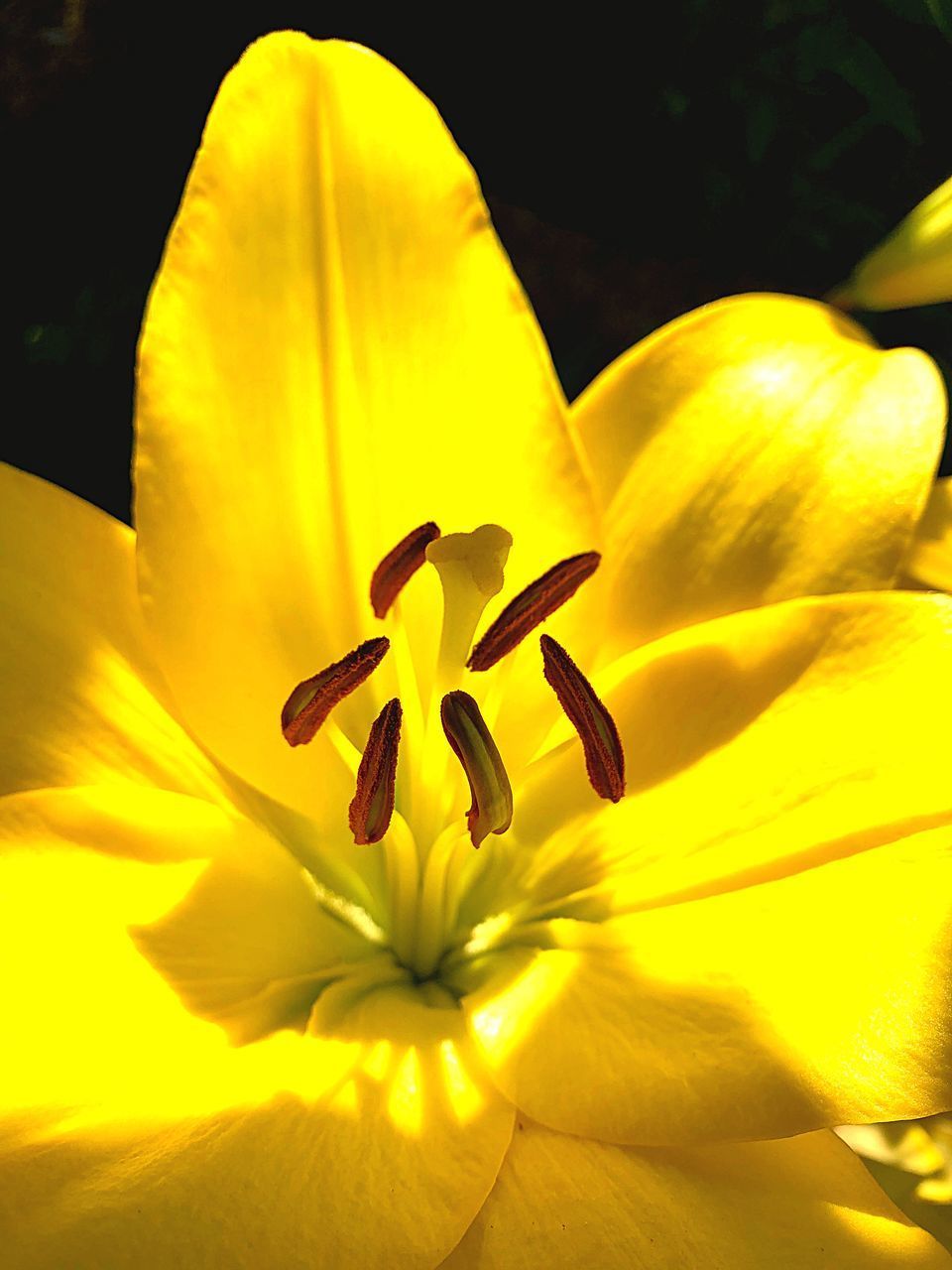 CLOSE-UP OF YELLOW FLOWER HEAD