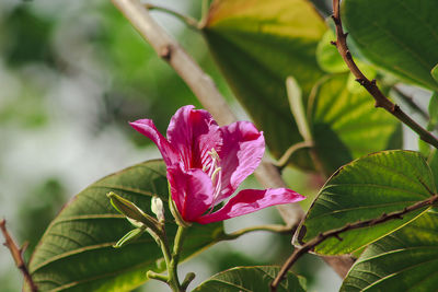 Close-up of pink flowering plant