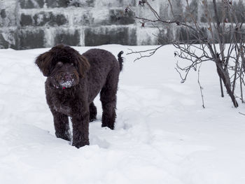 Beautiful dark brown portuguese water dog with pale brown eyes standing in fresh snow