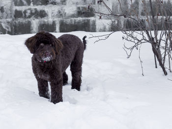 Dog on snow covered land