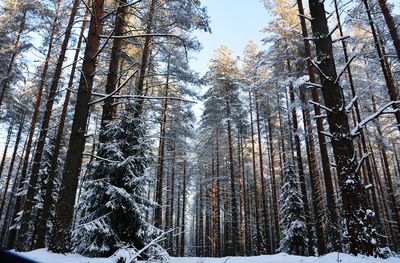 Low angle view of trees in forest during winter
