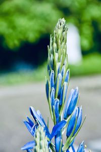 Close-up of succulent plant on field
