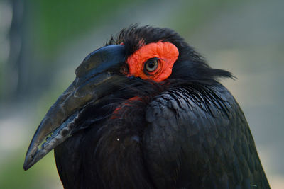 Close-up of a bird