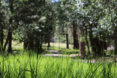 Trees in park