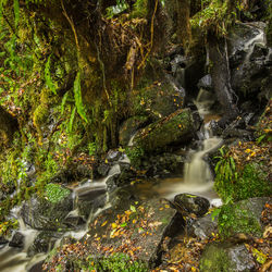 Scenic view of waterfall in forest