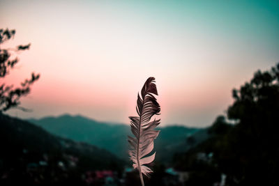 Close-up of feather against sky during sunset