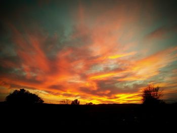 Silhouette of trees at sunset