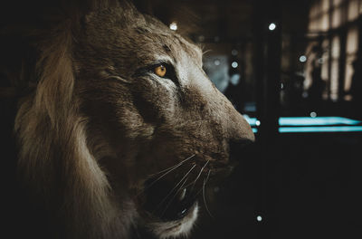 Close-up of a dog looking away