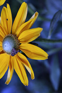 Close-up of yellow flower