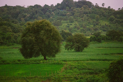 Scenic view of trees on field