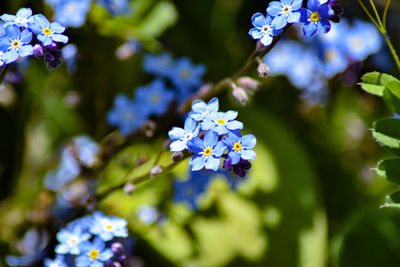 Close-up of purple flowering plant