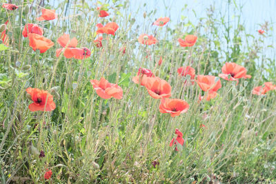 Close-up of red poppy flowers on field