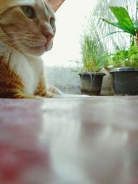 Close-up of cat looking away