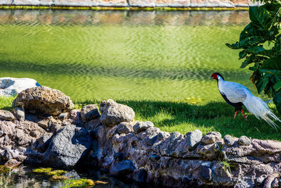 Bird perching on rock by lake