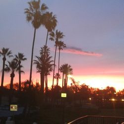 Palm trees at sunset