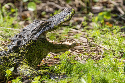 Close-up of lizard on rock