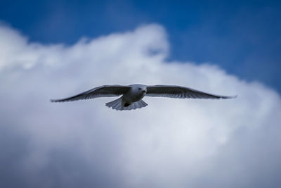 Low angle view of seagull flying