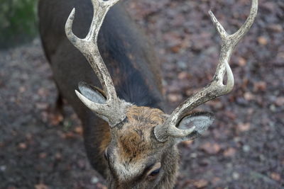 A deer photographed from above with a huge antler,only male deer have antlers.