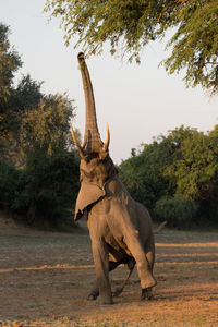 Rhinoceros standing on field