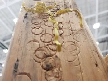 Low angle view of flowering plants on wood