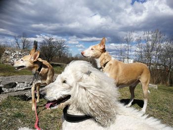 View of dogs on field against sky