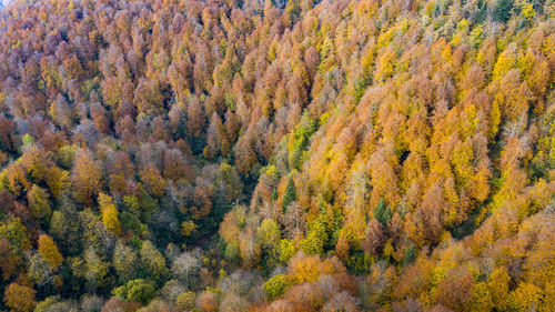 High angle view of trees in forest during autumn