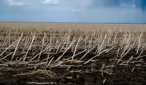 Crops growing on field against sky