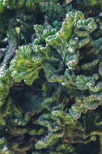 High angle view of plant growing on tree