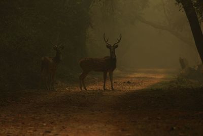 Deer in a forest