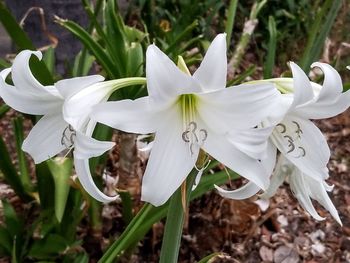 Close-up of white flowering plants on field