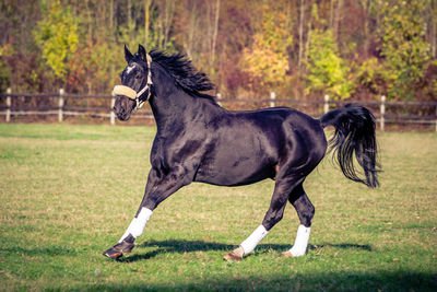 Side view of black dog running on grass