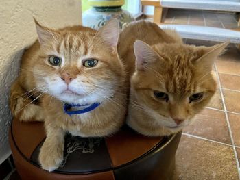 Close-up portrait of cats